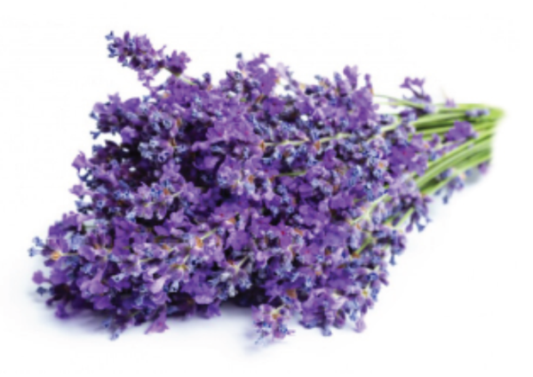 London Pet   Profumo da ml.100  unisex  alla Lavanda - immagine 2